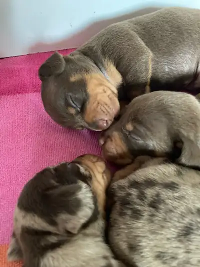 Miniature  Dachshund Puppies - one male chocolate pup available, View more