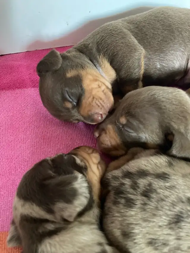 Miniature  Dachshund Puppies - one male chocolate pup available in Dogs & Puppies for Rehoming in Cambridge - Image 5