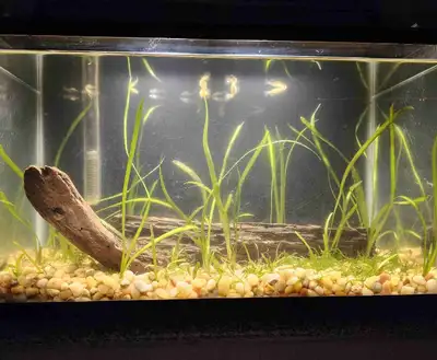 Thriving Aquarium Set-up, View more