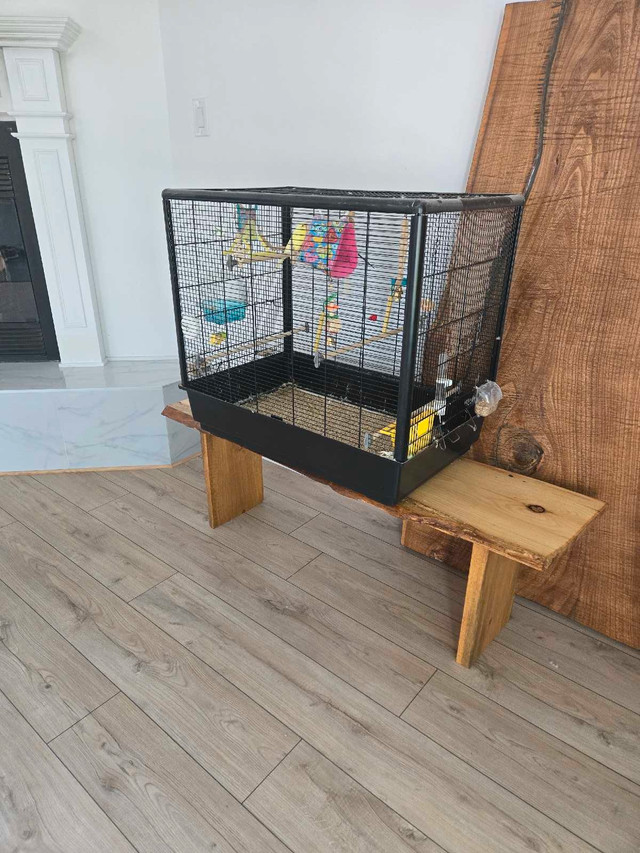 Cage avec perruche inclus  dans Oiseaux à adopter  à Laval/Rive Nord - Image 3