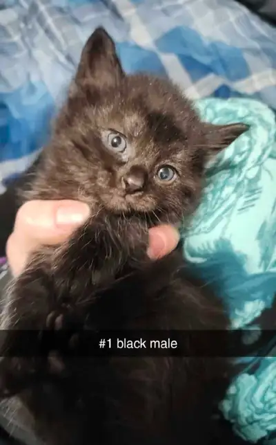 13 week old Male kitten,.new Sweet and playful. Not a huge fan of dogs but loves other cats. Mom is...