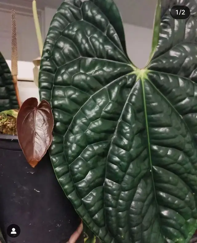 Queen anthurium -shipping62864746308867124