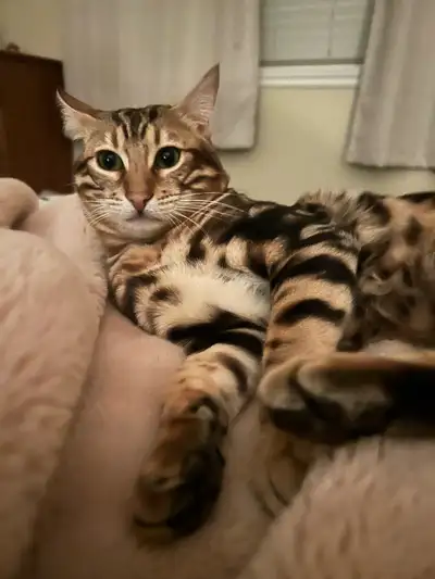 Mâle  Bengal non sterilisé, View more