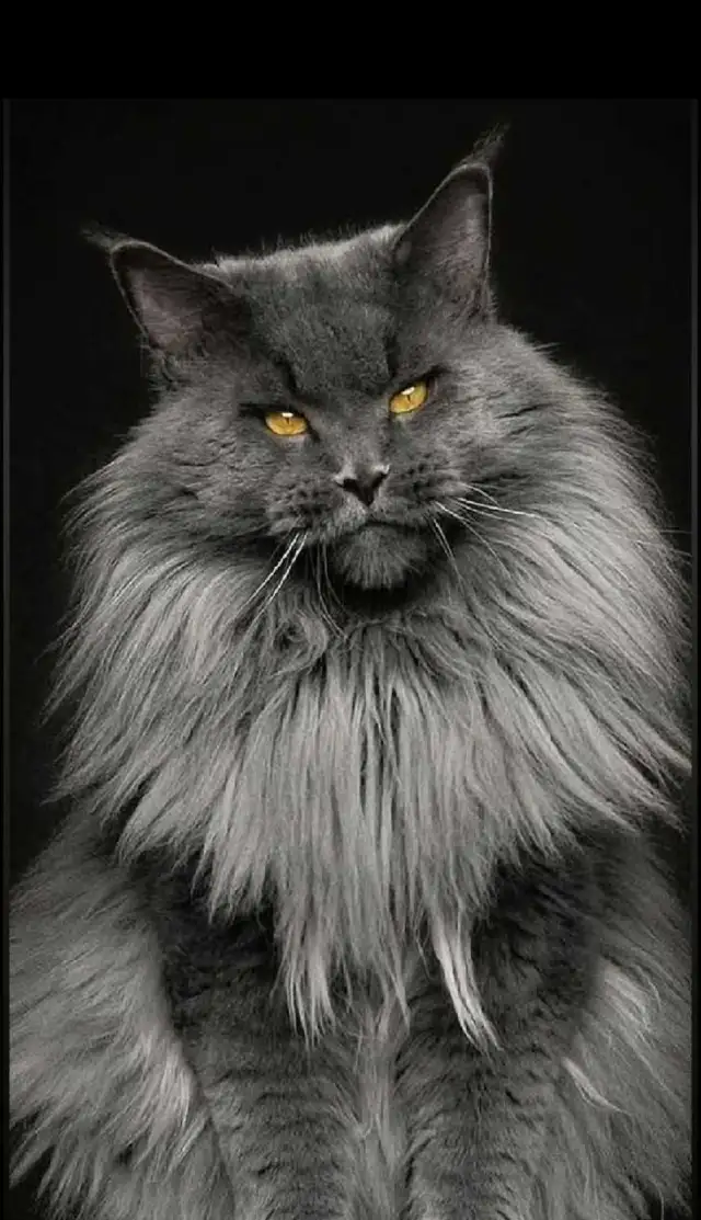 MAGNIFICENT MAINE COONS