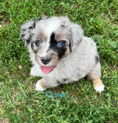 Registered Toy Australian Shepherd, View more