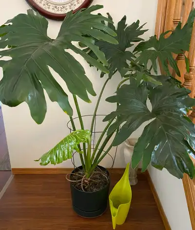 Split Leaf Philodendron, View more