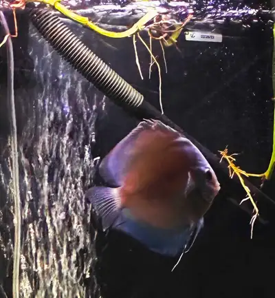 Blue Diamond Discus, View more