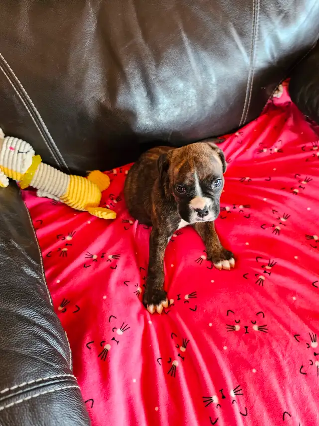 Chiots Boxer in Dogs & Puppies for Rehoming in West Island - Image 12