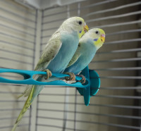 Baby Budgies Available for Sale