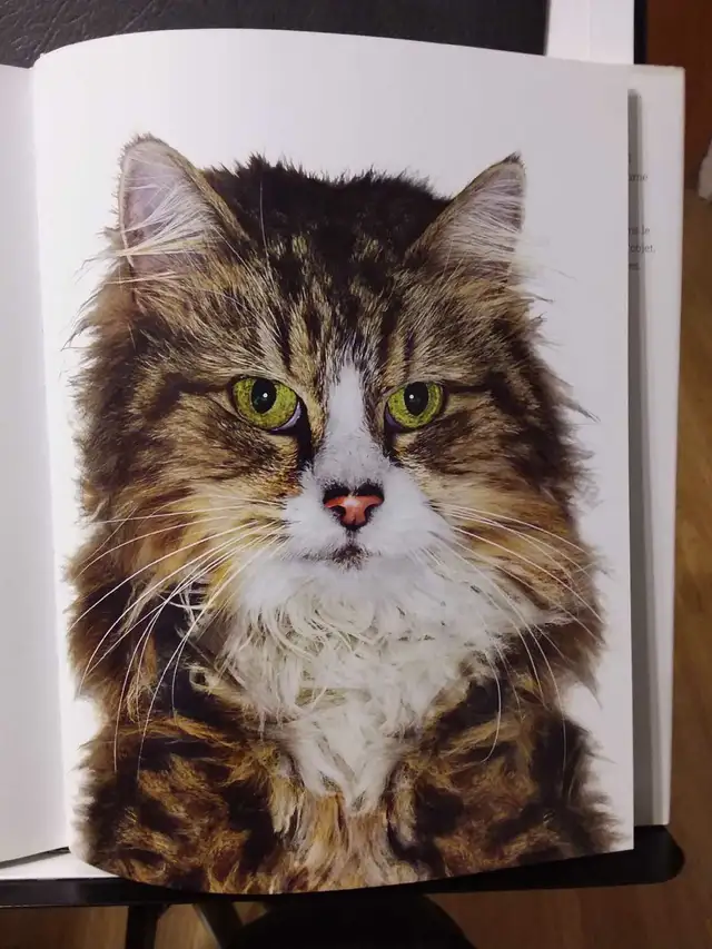 LIVRE: HUMEUR DE CHAT in Accessories in Lanaudière - Image 8