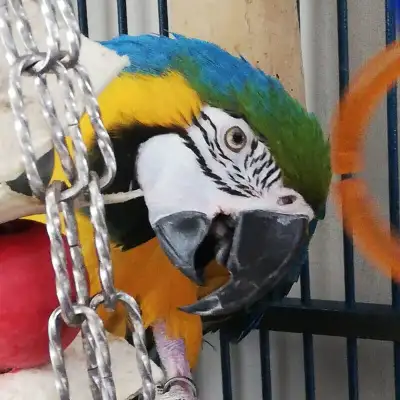 Parrots, Parakeets, Budgies, Cockatoos, Cockatiels, Finches, LoveBirds, Lorikeets, & Macaws Fantasti...
