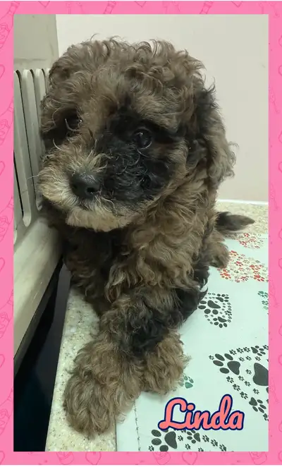 Beautiful , super social and playful puppies. Hypoallergenic. They are 3/4 poodle and 1/4 shih tzu....