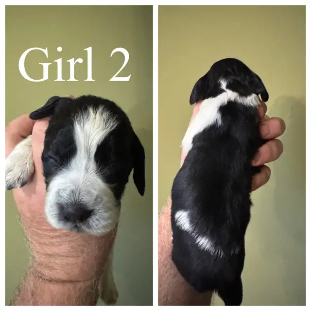 English Springer Spaniel pups - 1 girl in Dogs & Puppies for Rehoming in Owen Sound - Image 6