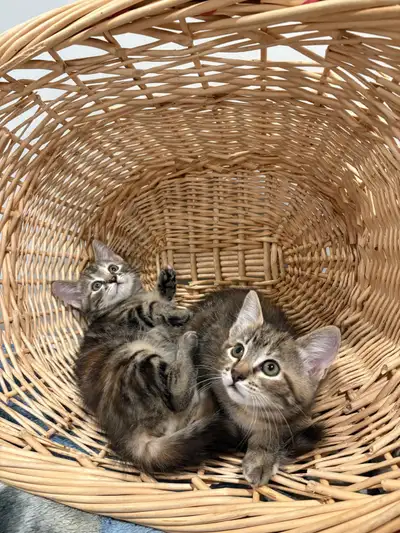 Looking for a pair of sweet and energetic kittens? We have two beautiful female kittens, both 10 wee...