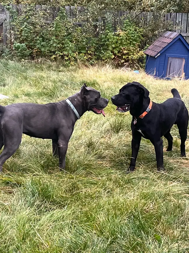 cane corso puppy  in Dogs & Puppies for Rehoming in Whitehorse - Image 8
