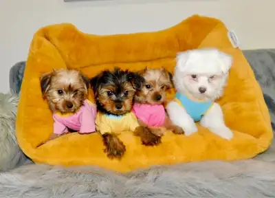 Tiny ToyMorkie puppies, View more