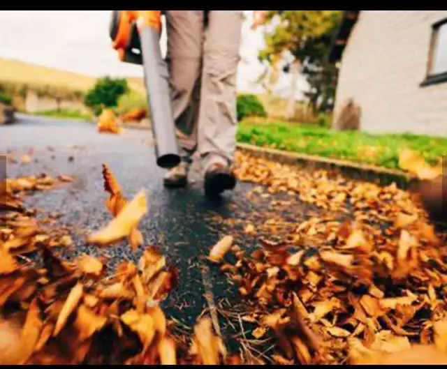 Leaves and yard cleanup63611991660161120