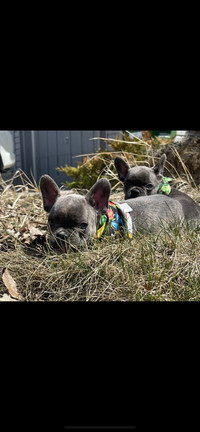 Ready to go!!!! French Bulldog puppies 