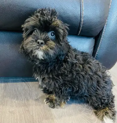 Cavapoo Boy, View more