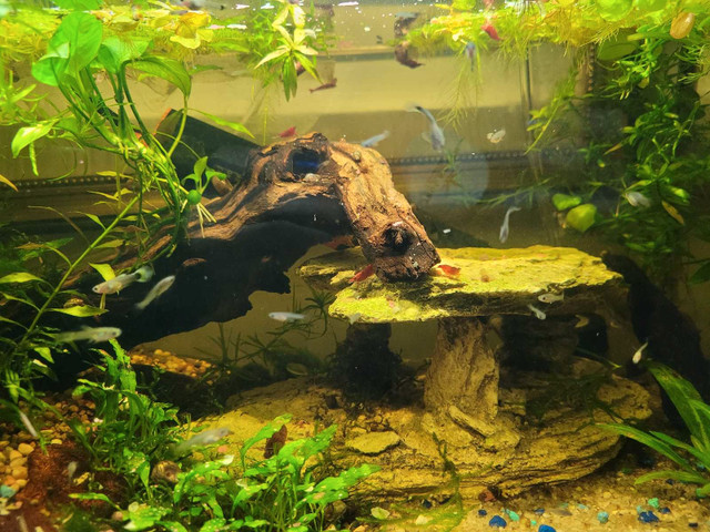 Aquarium plants and fish packages! in Fish for Rehoming in Trenton - Image 4