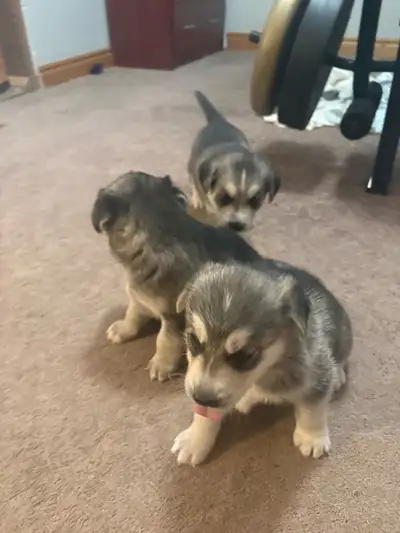 husky/lab puppies , View more