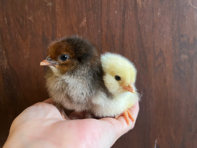 Easter / Olive Egger chicks available  in Livestock in Kawartha Lakes - Image 2