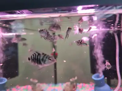 Polar blue tiger parrot cichlid for sale, View more