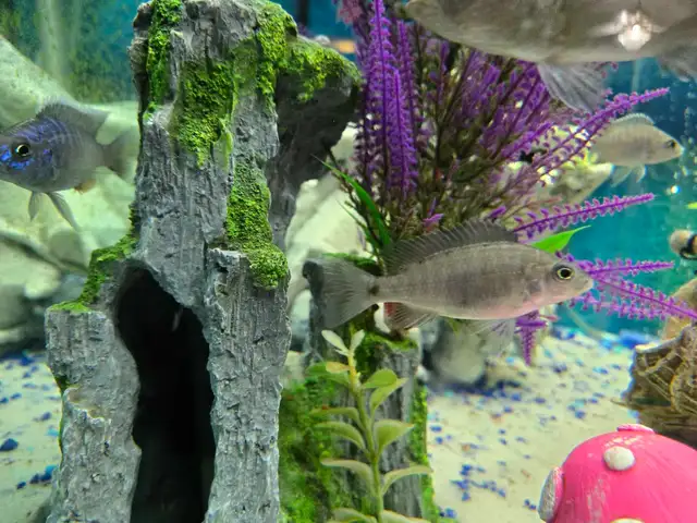 Electric Blue Cichlids in Fish for Rehoming in Calgary - Image 5