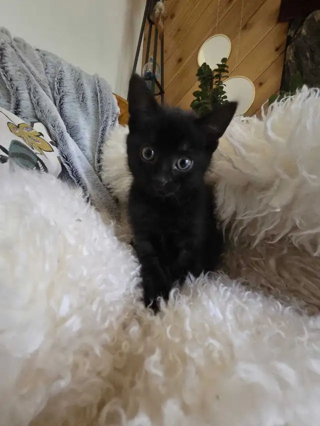 Three kittens left!  For barn or home in Cats & Kittens for Rehoming in St. Albert - Image 6