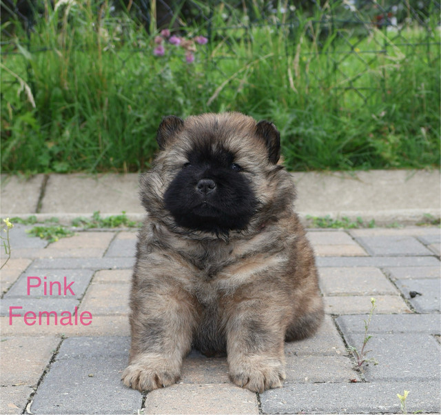 Purebred Chow Chow Puppies – 3 Males & 2 Females  in Birds for Rehoming in Calgary - Image 4