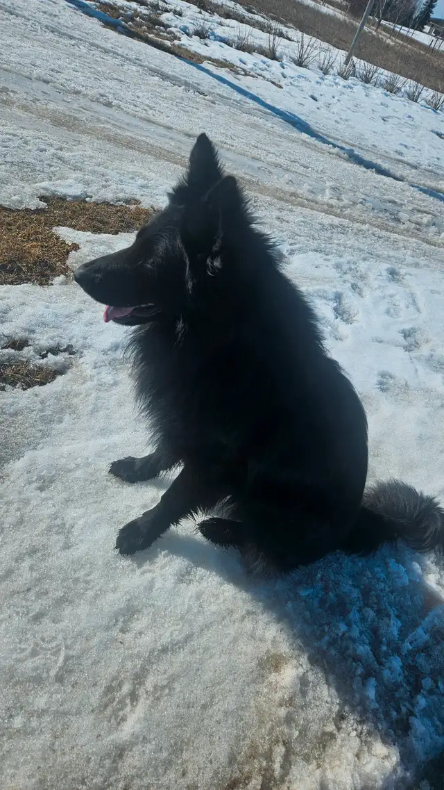 German sephard puppies for sale in Dogs & Puppies for Rehoming in Edmonton - Image 11
