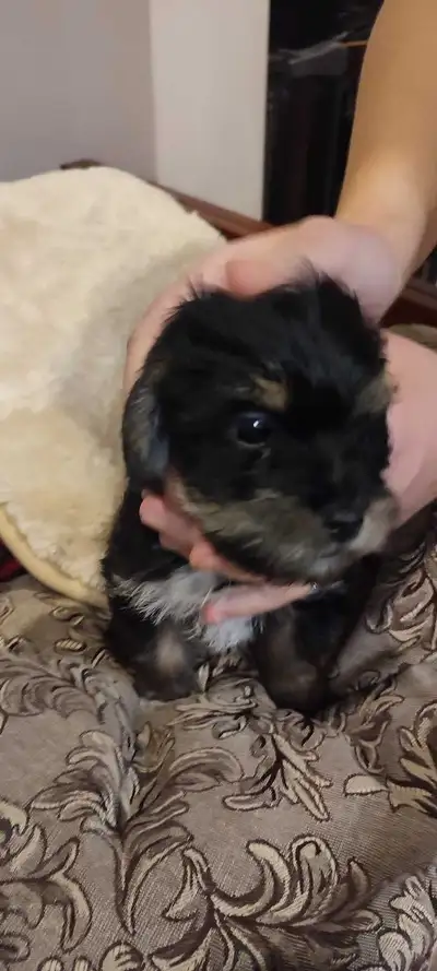 Miniature Yorkie puppies, father 4lbs, mother 4.5lbs., View more