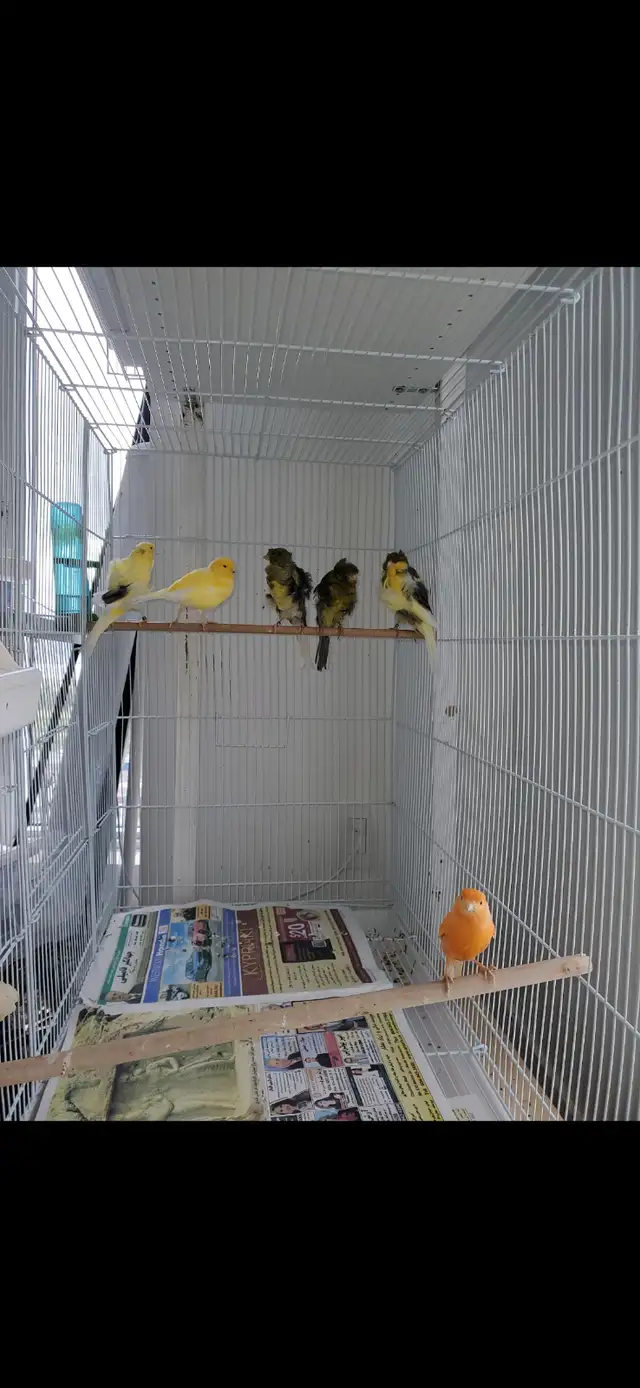Canaries for sale in Birds for Rehoming in Burnaby/New Westminster - Image 3