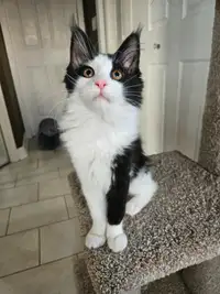 Purebred Maine Coon Kitten Available