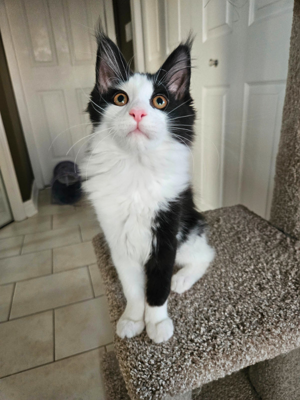 Purebred Maine Coon Kitten Available in Cats & Kittens for Rehoming in Strathcona County