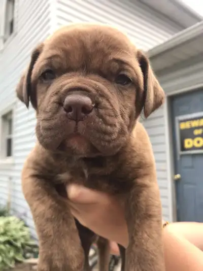 4 beautiful French Mastiff/American Bulldog puppies available. Mom is a French Mastiff, Dad American...