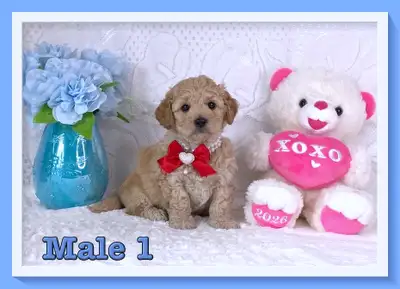 Mini-GoldenDoodle F1b Puppies, View more
