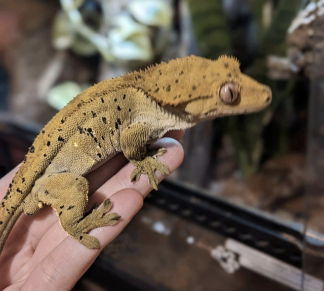 Crested Gecko with Tank in Reptiles & Amphibians for Rehoming in North Bay - Image 2