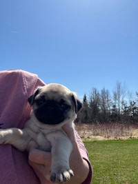 Purebred Pug Puppies ( 1 Female still available) 
