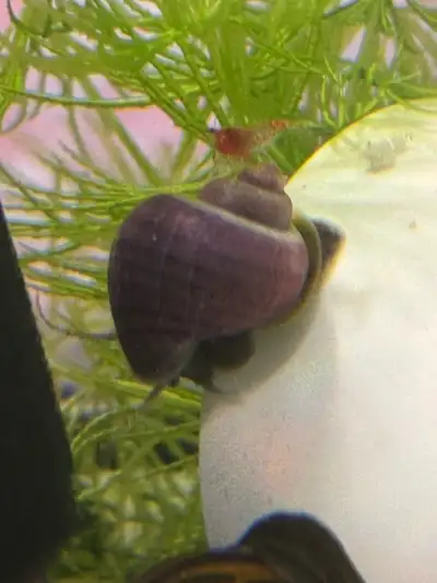 Mystery Snails, View more