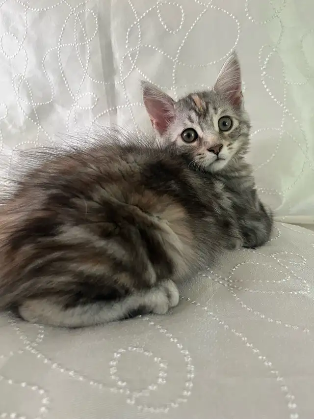 chatons maine coon croisé sibérien in Cats & Kittens for Rehoming in Victoriaville - Image 3