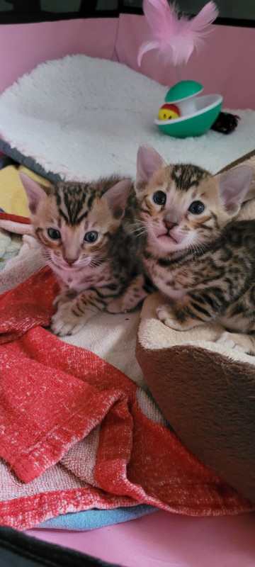 Bengal pure race mâle, chatterie Tini Bengal dans Chats et chatons à adopter  à Ouest de l’Île