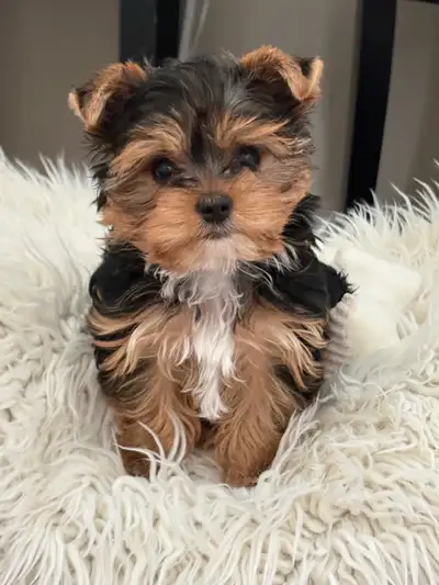 Yorkshire terrier puppy female, View more