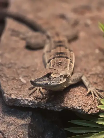 Black Spiny Tail Iguana , View more