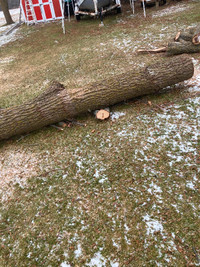 100 plus board feet black walnut logs18 inch dia. 8ft to 12 ft