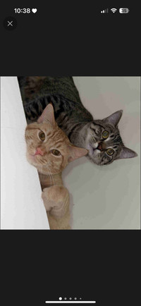 Two male cats for rehoming
