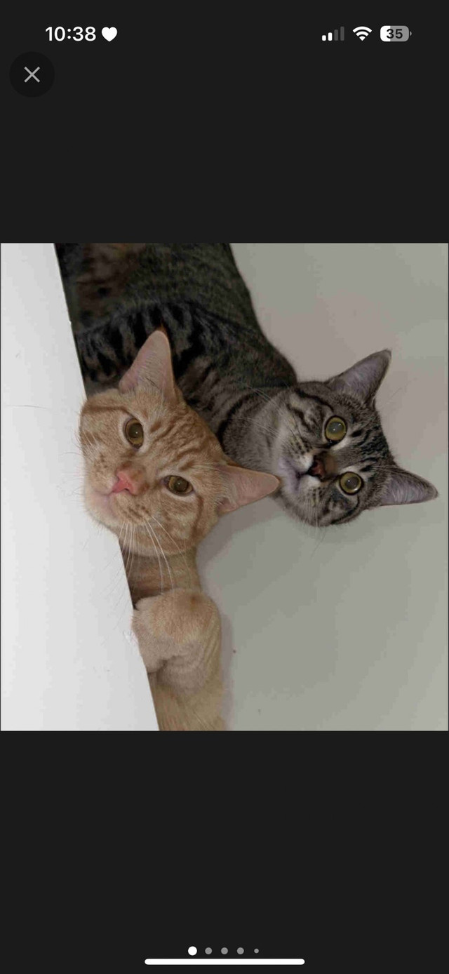 Two male cats for rehoming in Cats & Kittens for Rehoming in Winnipeg