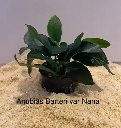 Aquarium Plant: Anubias Barteri var Nana, View more