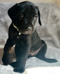 Cane Corso looking for a forever home