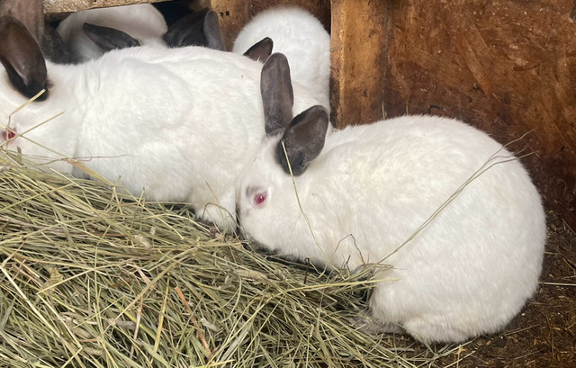 Meat rabbits  in Other Pets for Rehoming in Dawson Creek
